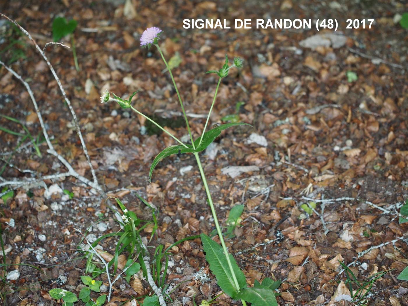 Scabious, Woodland plant